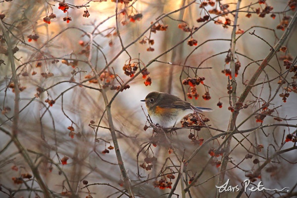 Northern Red-flanked Bluetail